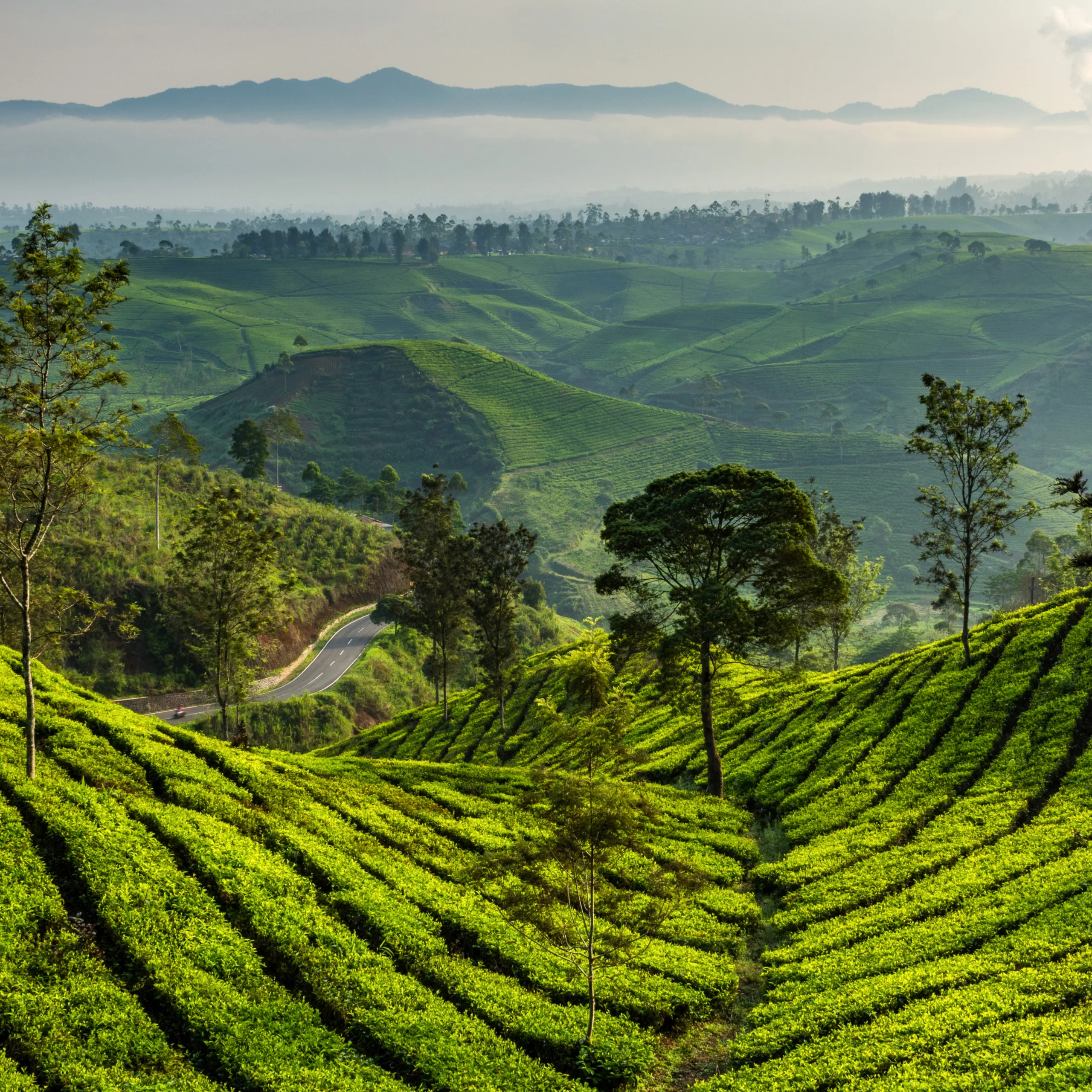 Ooty